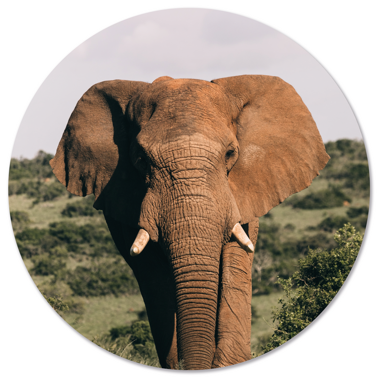 Wanddecoratie cirkel Olifant