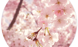 Wanddecoratie cirkel Spring outdoor