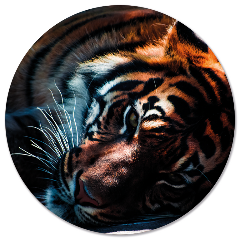 Wanddecoratie cirkel Tijger outdoor