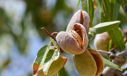 Amandelboom Tribola