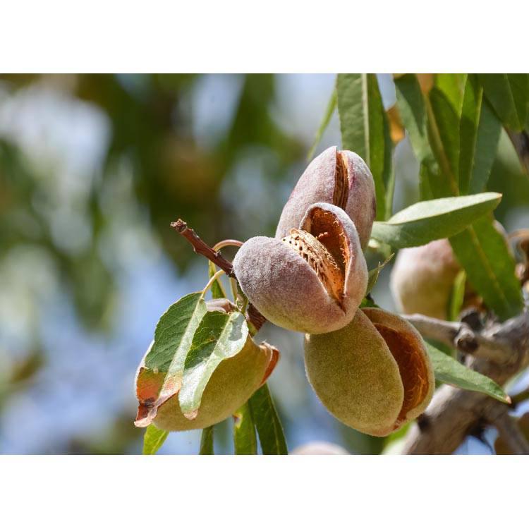 Amandelboom Tribola