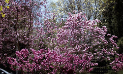 Amandelboom Tribola