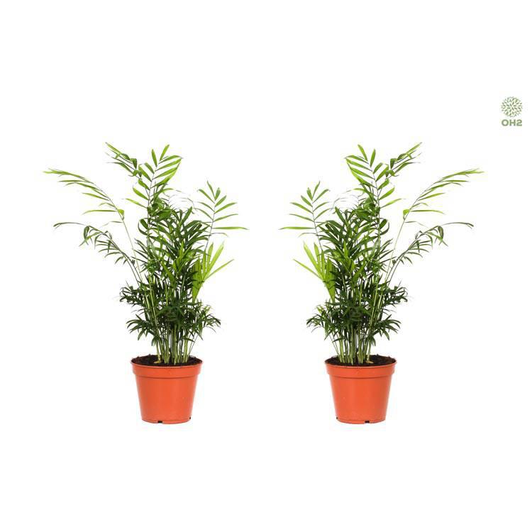 Set van 2 bergpalmen Elegans