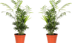 Set van 2 bergpalmen Elegans