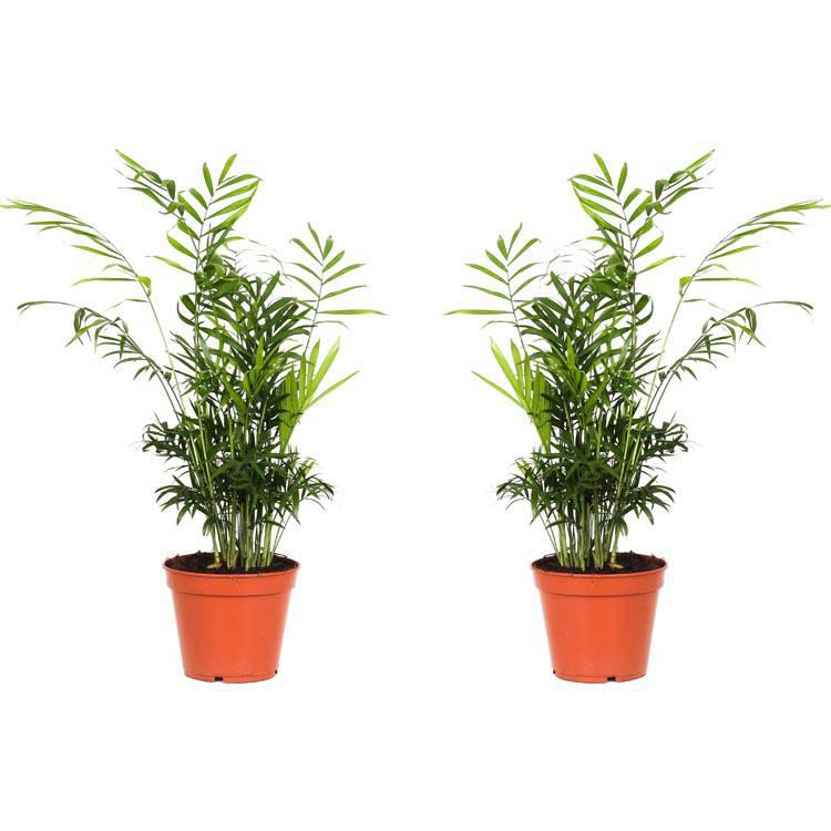 Set van 2 bergpalmen Elegans