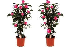 Set van 2 Camellia struiken Japanse Roos