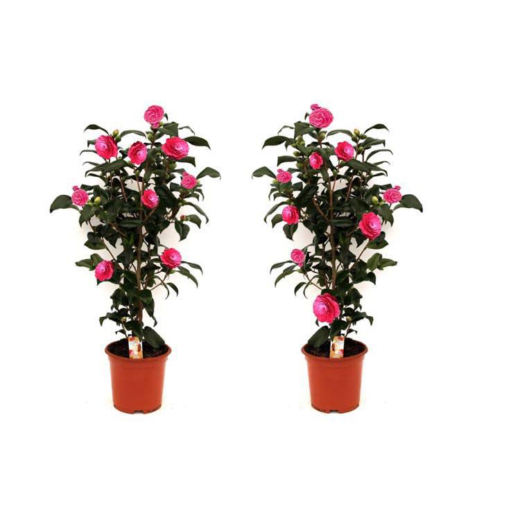 Set van 2 Camellia struiken Japanse Roos