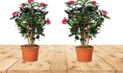 Set van 2 Camellia struiken Japanse Roos