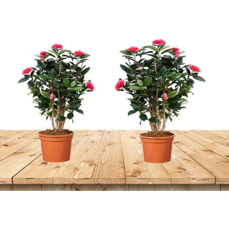 Set van 2 Camellia struiken Japanse Roos