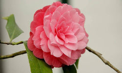 Set van 2 Camellia struiken Japanse Roos
