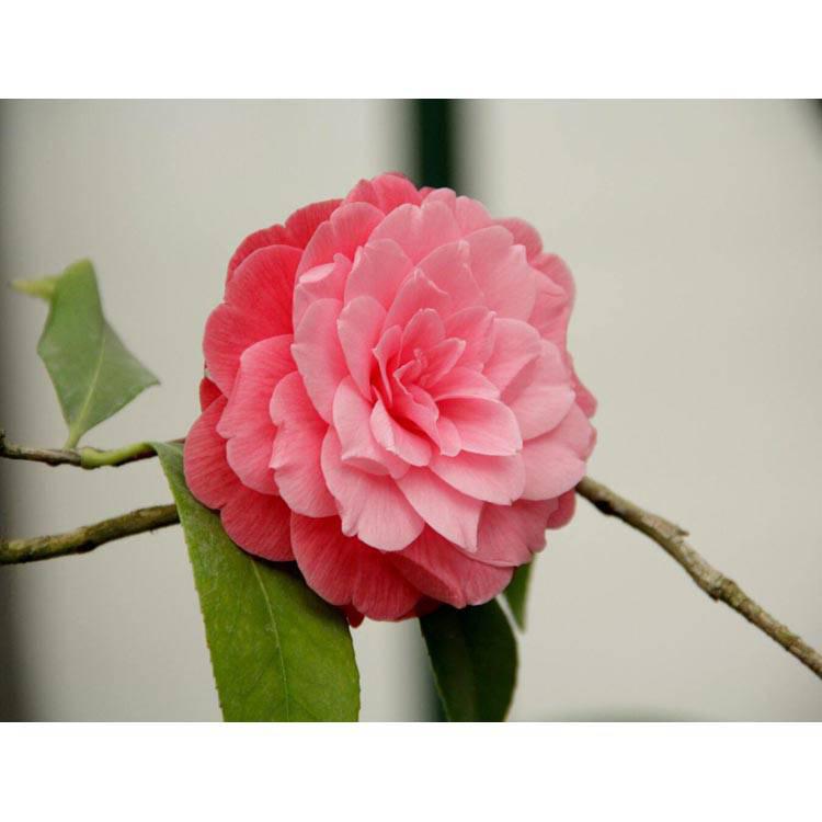 Set van 2 Camellia struiken Japanse Roos