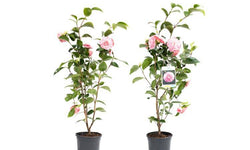 Set van 2 Camellia struiken Japanse Roos