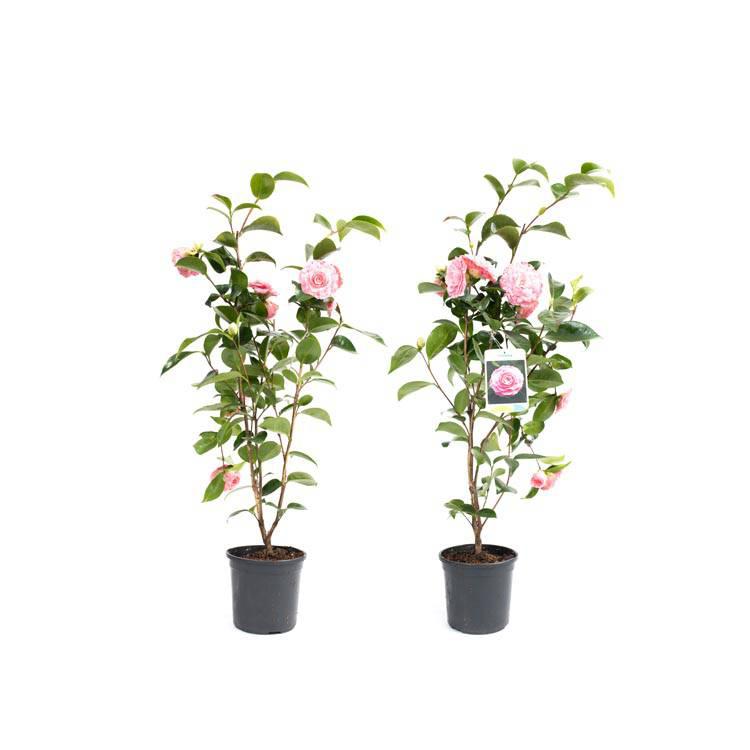Set van 2 Camellia struiken Japanse Roos