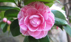 Set van 2 Camellia struiken Japanse Roos