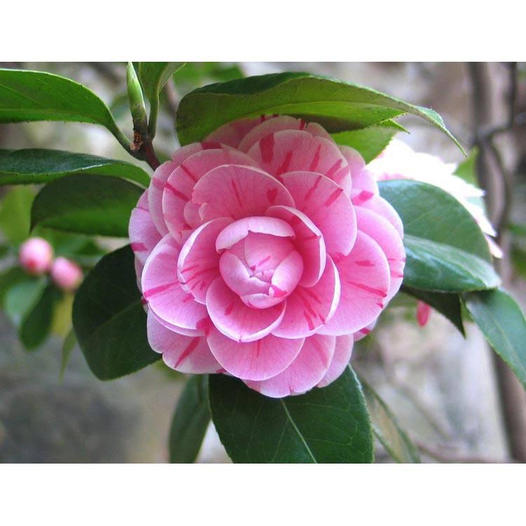 Set van 2 Camellia struiken Japanse Roos