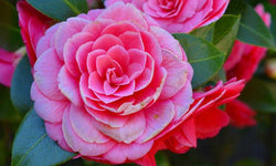Set van 2 Camellia struiken Japanse Roos