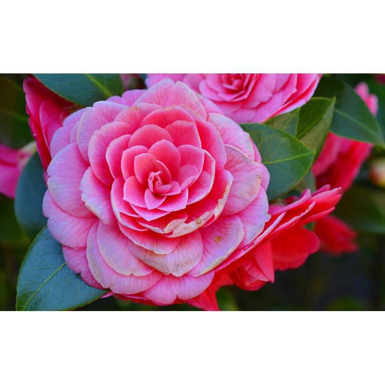 Set van 2 Camellia struiken Japanse Roos
