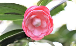 Set van 2 Camellia struiken Japanse Roos