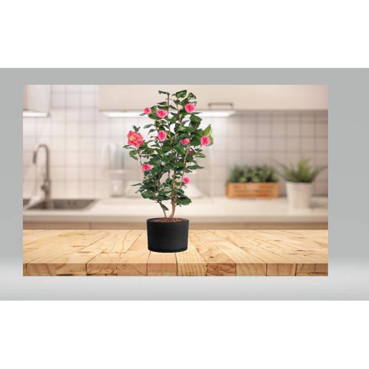 Set van 2 Camellia struiken Japanse Roos