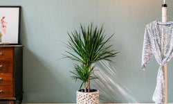 Set van 2 drakenbloedbomen Marginata