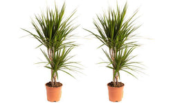 Set van 2 drakenbloedbomen Marginata