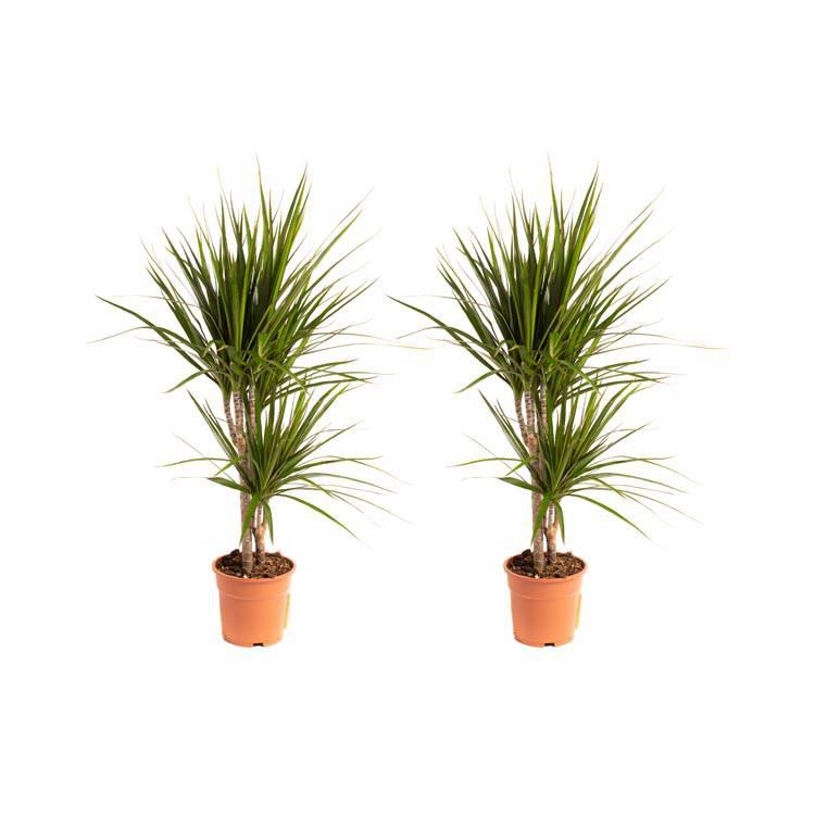Set van 2 drakenbloedbomen Marginata