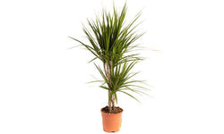 Set van 2 drakenbloedbomen Marginata