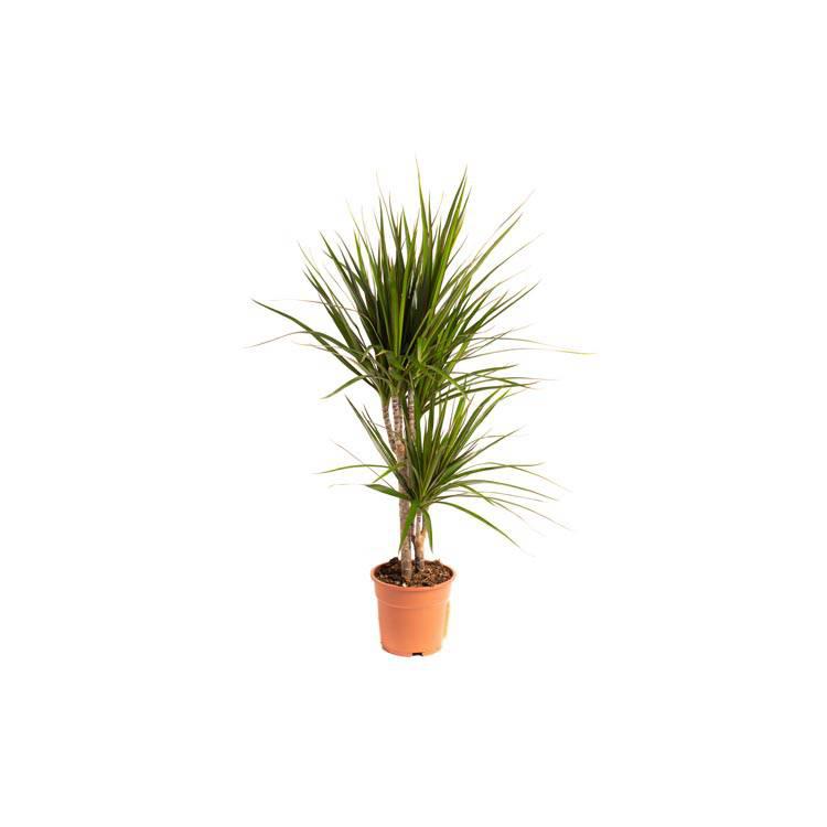 Set van 2 drakenbloedbomen Marginata