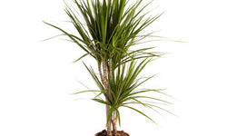 Set van 2 drakenbloedbomen Marginata