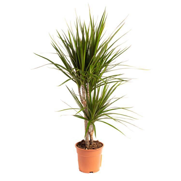 Set van 2 drakenbloedbomen Marginata