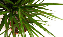 Set van 2 drakenbloedbomen Marginata