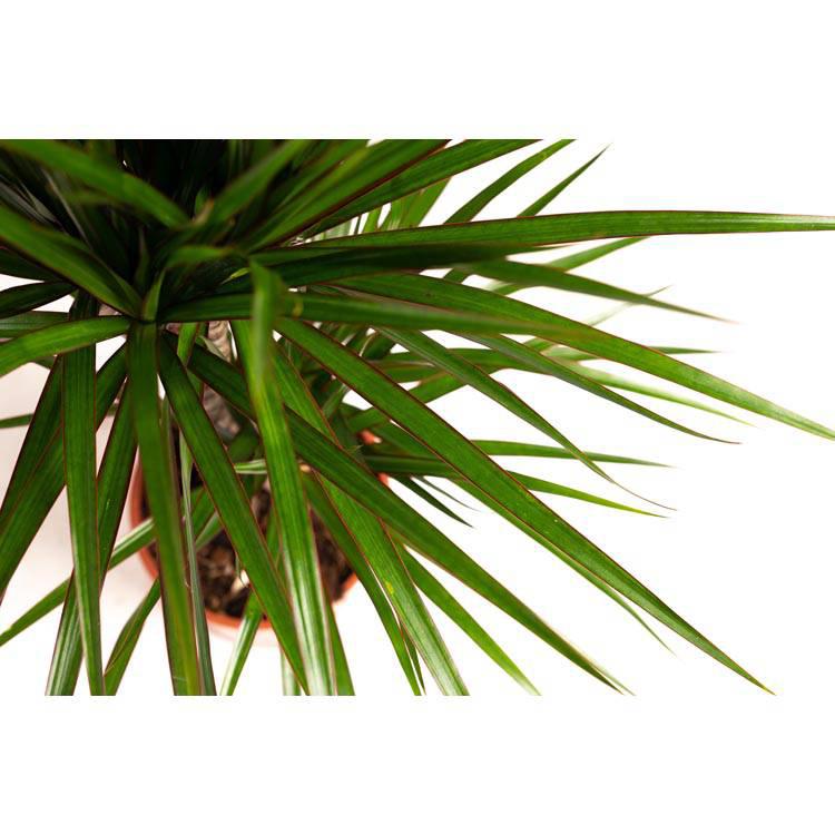 Set van 2 drakenbloedbomen Marginata