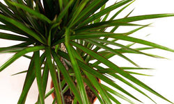 Set van 2 drakenbloedbomen Marginata