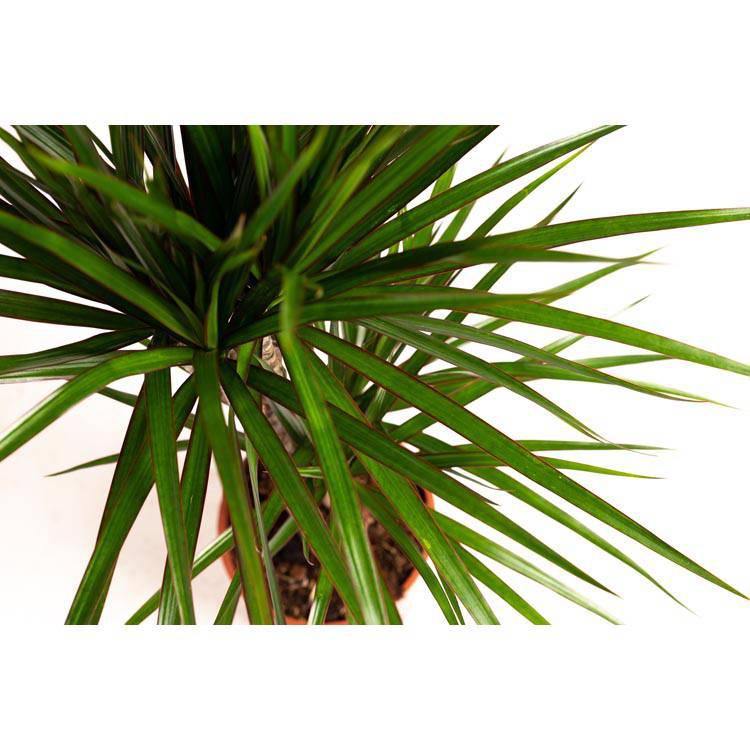 Set van 2 drakenbloedbomen Marginata