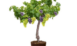 Set van 2 druivenplanten Merlot