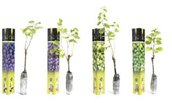 Set van 2 druivenplanten Merlot