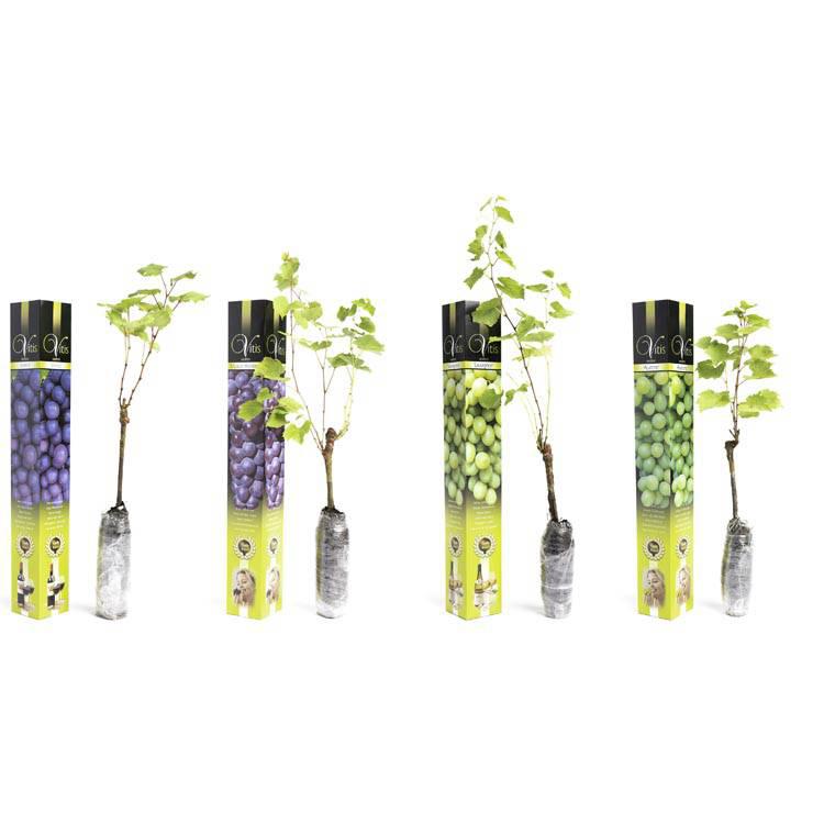 Set van 2 druivenplanten Merlot