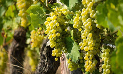 Set van 2 druivenplanten Merlot