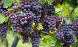 Set van 2 druivenplanten Merlot