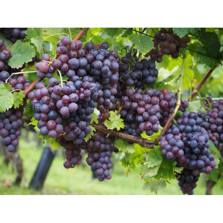 Set van 2 druivenplanten Merlot