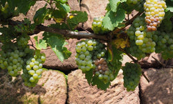 Set van 2 druivenplanten Merlot