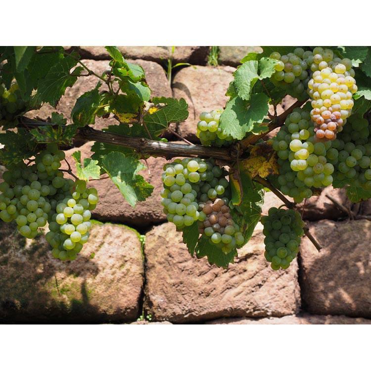 Set van 2 druivenplanten Merlot