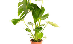Set van 2 gatenplanten Monstera Deliciosa
