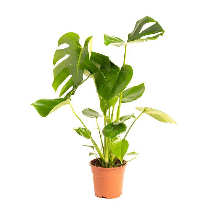 Set van 2 gatenplanten Monstera Deliciosa