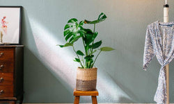 Set van 2 gatenplanten Monstera Deliciosa
