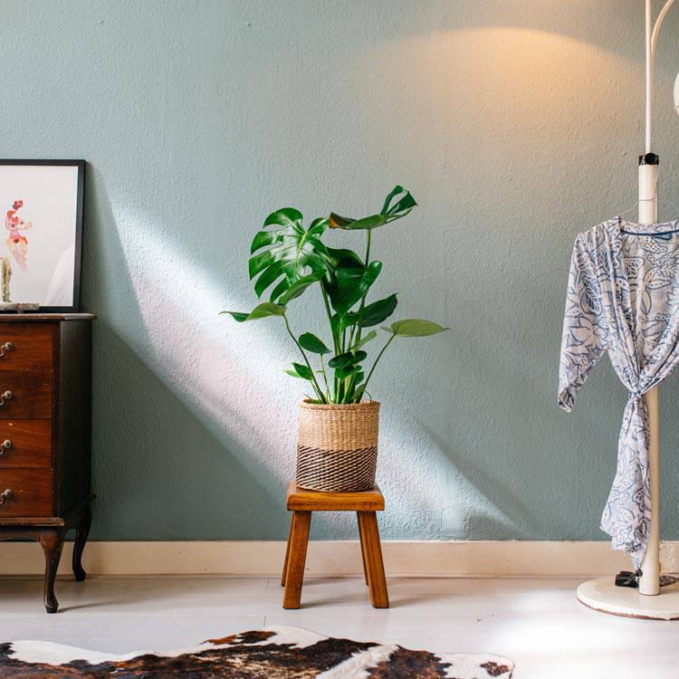 Set van 2 gatenplanten Monstera Deliciosa