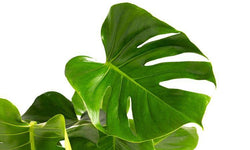 Set van 2 gatenplanten Monstera Deliciosa