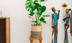 Set van 2 gatenplanten Monstera Deliciosa