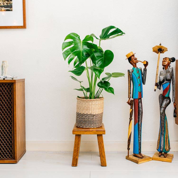 Set van 2 gatenplanten Monstera Deliciosa