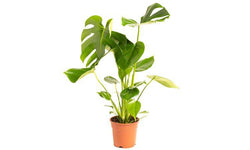 Set van 2 gatenplanten Monstera Deliciosa